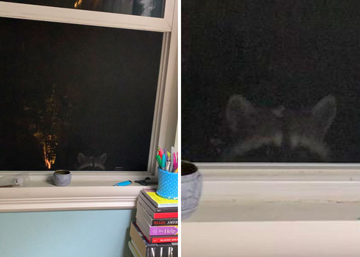 Felt Like I Was Being Watched This Morning