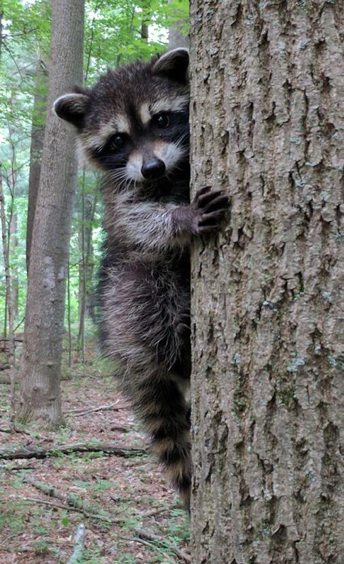 This Little Fella Looks Straight Out Of A Children Movie