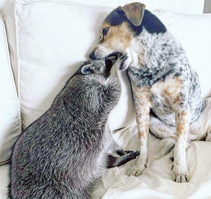 "Yup. I Knew It!". "Okay, Okay, You Caught Me, But Is Shoving Your Entire Head In My Mouth Necessary?". "I Don't Mess Around When Dealing With Taco Thieves"