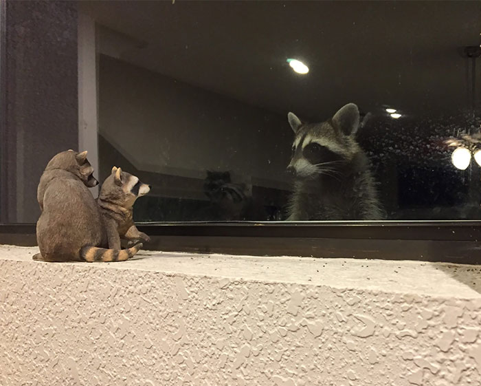 This Raccoon Peeping Thru My Dad's Window At His Raccoon Figurines
