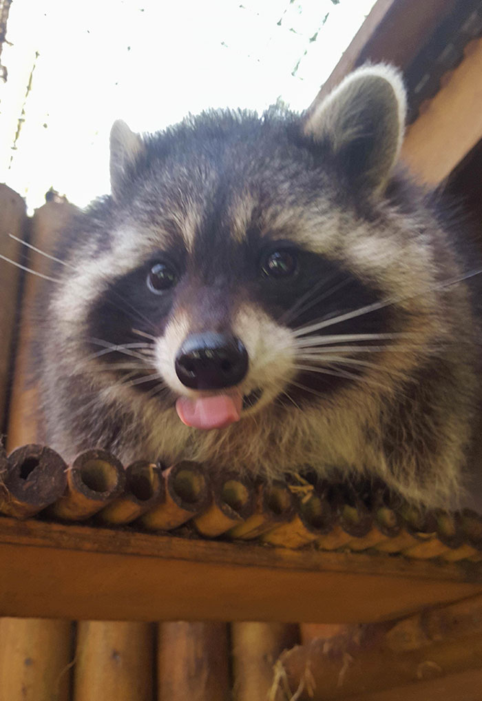 A Rare Trash Panda Blep