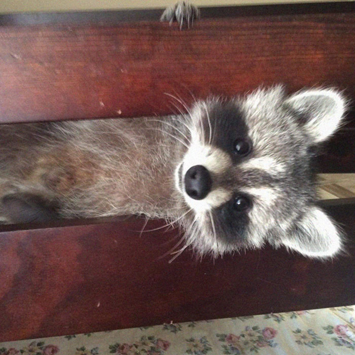 What Are We Gonna Do Toooday?