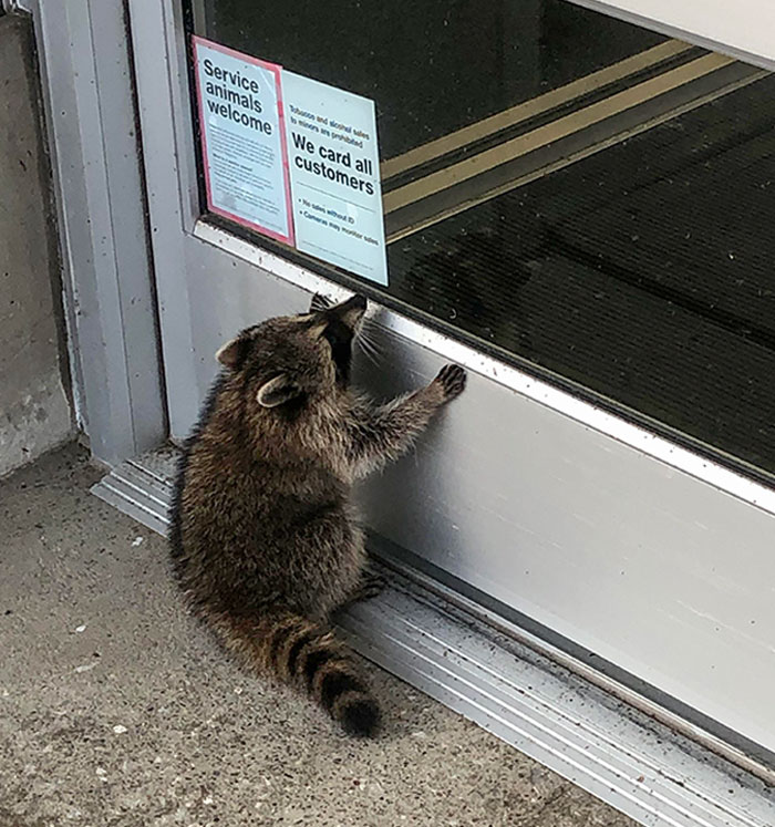 Look At This Sweet Baby That Was Trying To Come Into My Work Today
