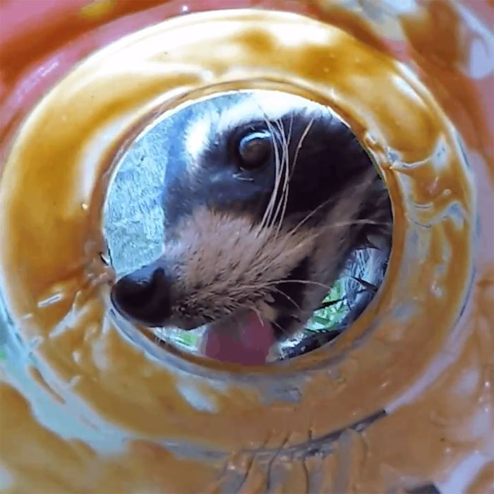 Peanut Butter Jar And A Trash Connoisseur (Aka Trash Panda)