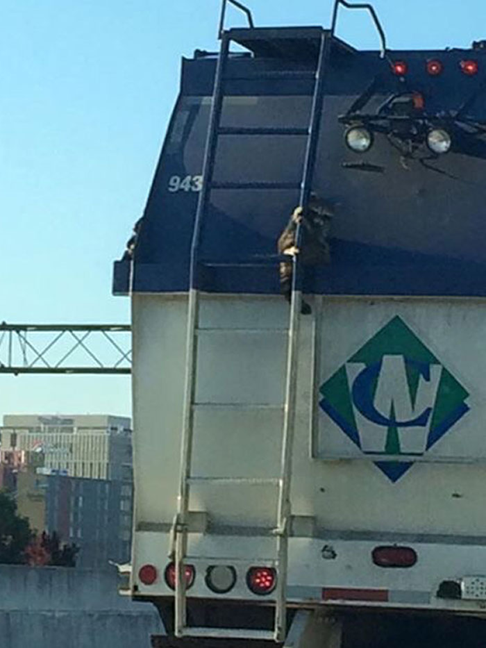 Spotted This Little Guy Holding On For Dear Life On My Way To Work This Morning