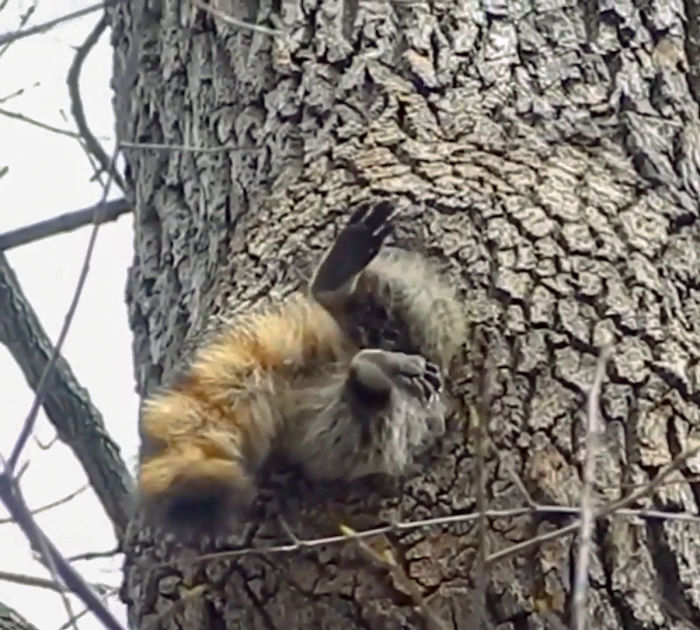 Chunky Raccoon Stuck In The Door To His House (He Gets In)
