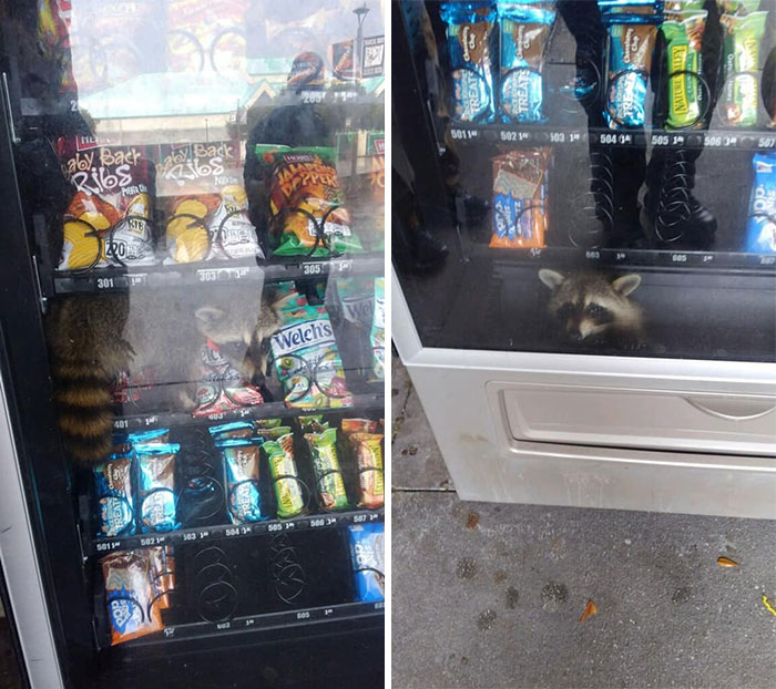 This Gentleman Was Apprehended Today While Committing A Burglary Of A Vending Machine At Pine Ridge High School