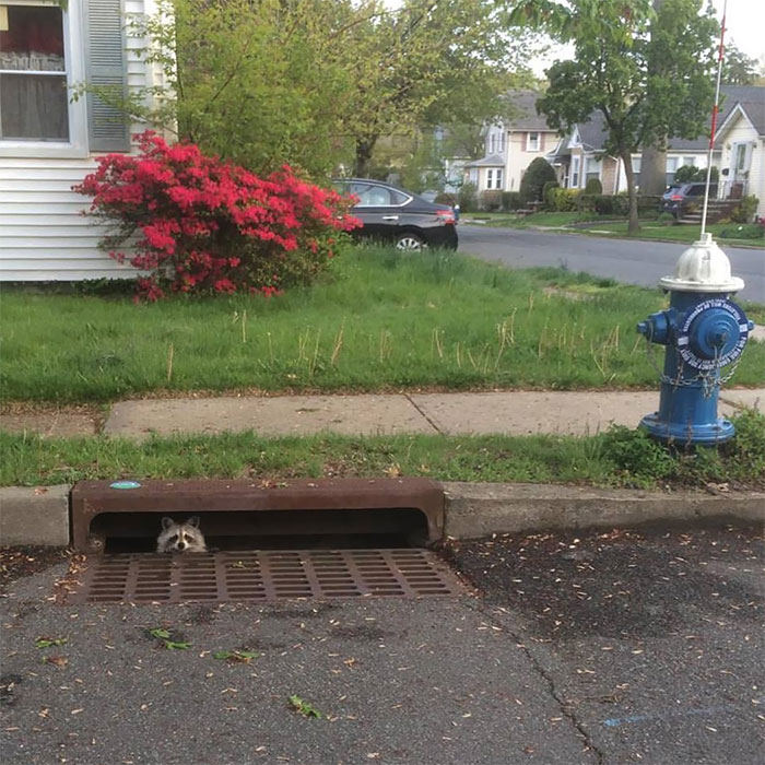 My Dad Caught This Great Photo Last Spring, Just Stumbled Upon It This Morning