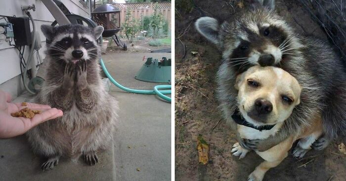 50 Times Trash Pandas Acted So Cute Or Funny, People Just Had To Document It And Share It Online