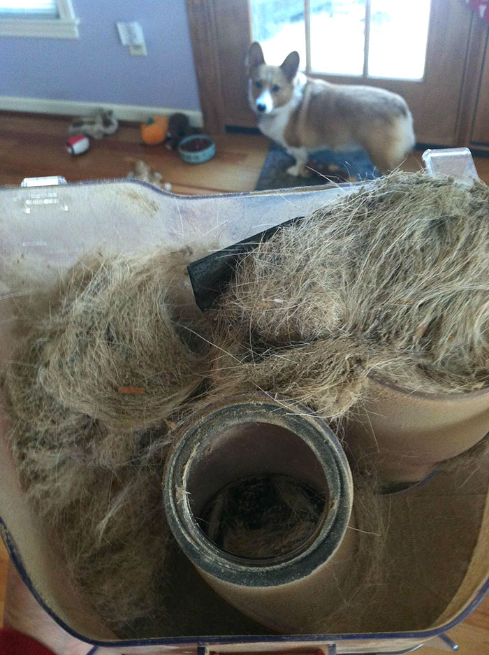 One Dog... One Vacuum