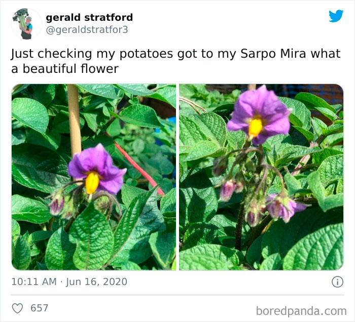 Gardener-Posts-Veggie-Photos-Gerald-Stratford