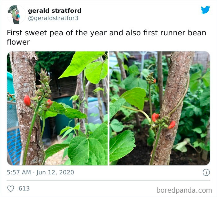 Gardener-Posts-Veggie-Photos-Gerald-Stratford