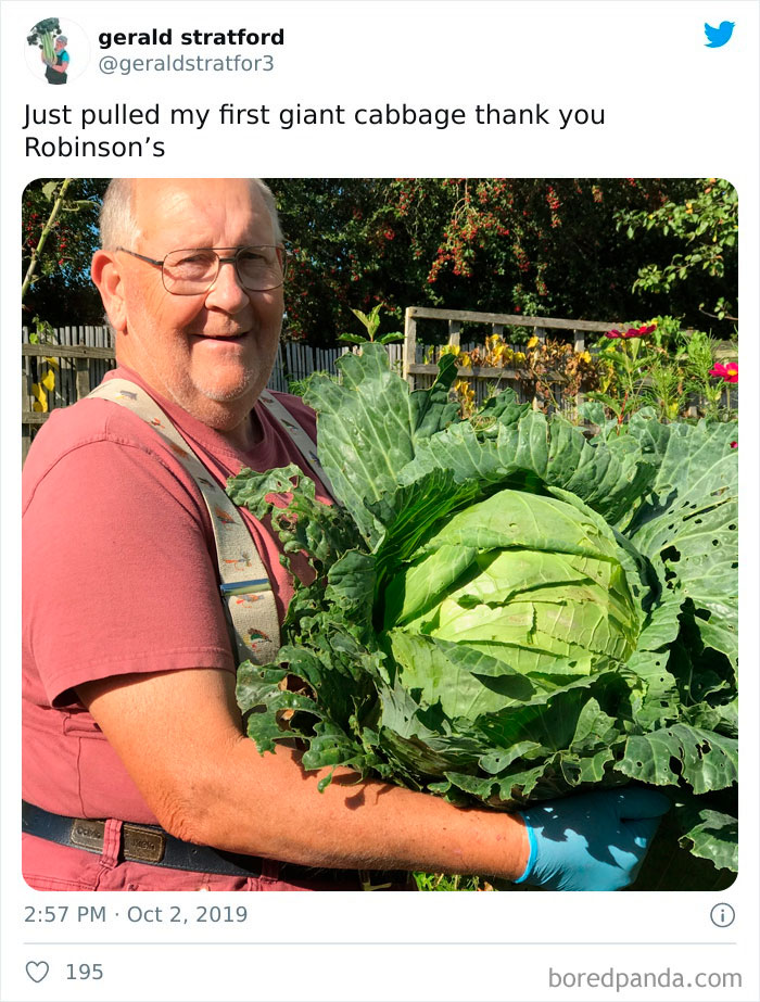 Gardener-Posts-Veggie-Photos-Gerald-Stratford