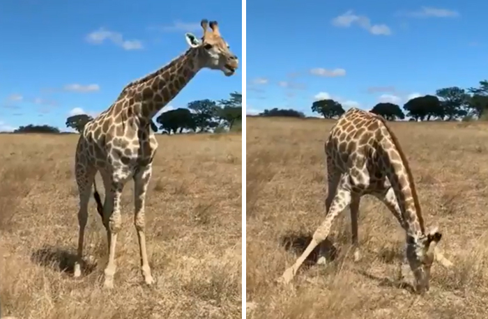 Apparently, Giraffes Have To Splay Their Legs Wide Apart In Order To Munch On Grass, And The Video Of It Is Going Viral Apparently, Giraffes Have To Splay Their Legs Wide Apart In Order To Munch On Grass, And The Video Of It Is Going Viral