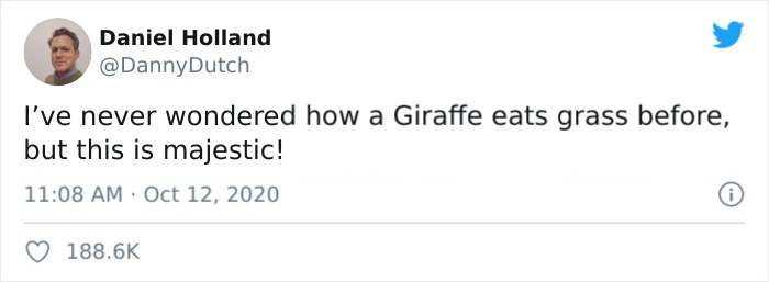 Apparently, Giraffes Have To Splay Their Legs Wide Apart In Order To Munch On Grass, And The Video Of It Is Going Viral Apparently, Giraffes Have To Splay Their Legs Wide Apart In Order To Munch On Grass, And The Video Of It Is Going Viral