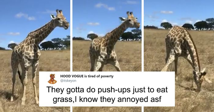 Apparently, Giraffes Have To Splay Their Legs Wide Apart In Order To Munch On Grass, And The Video Of It Is Going Viral