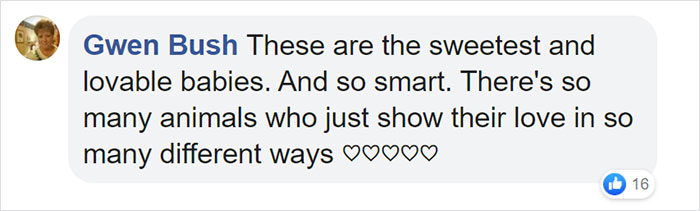 This First-Time Golden Retriever Mother Was Captured Trying To Console Her Newborn Puppies With Her Favorite Toys