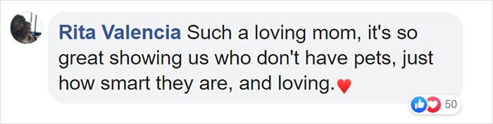 This First-Time Golden Retriever Mother Was Captured Trying To Console Her Newborn Puppies With Her Favorite Toys