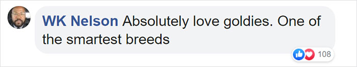 This First-Time Golden Retriever Mother Was Captured Trying To Console Her Newborn Puppies With Her Favorite Toys