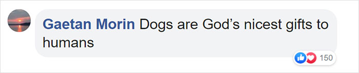 This First-Time Golden Retriever Mother Was Captured Trying To Console Her Newborn Puppies With Her Favorite Toys This First-Time Golden Retriever Mother Was Captured Trying To Console Her Newborn Puppies With Her Favorite Toys