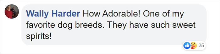 This First-Time Golden Retriever Mother Was Captured Trying To Console Her Newborn Puppies With Her Favorite Toys