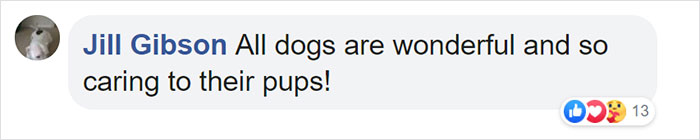 This First-Time Golden Retriever Mother Was Captured Trying To Console Her Newborn Puppies With Her Favorite Toys