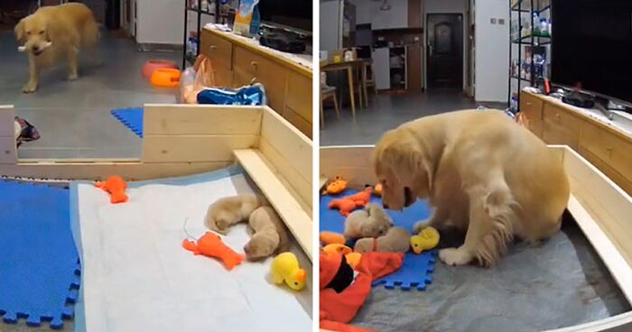 This First-Time Golden Retriever Mother Was Captured Trying To Console Her Newborn Puppies With Her Favorite Toys
