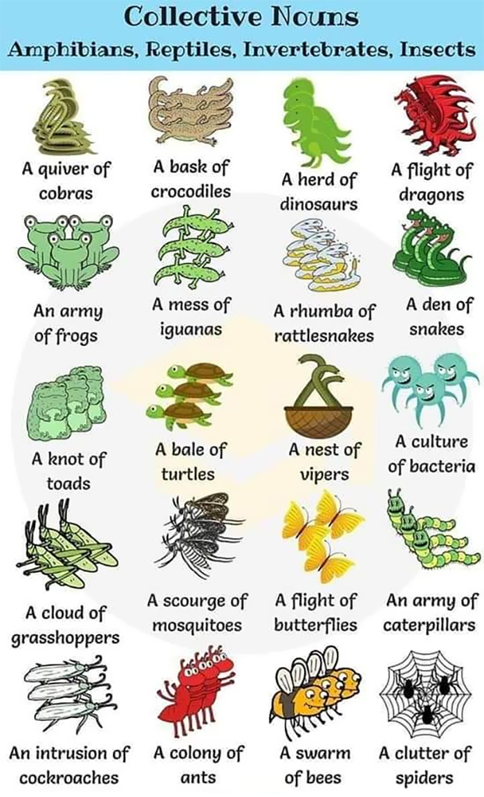 Collective nouns