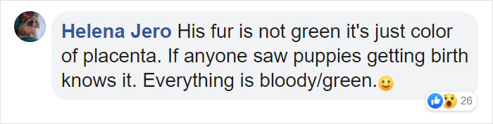 A Puppy With Green Fur Was Born In Italy And The Owners Named Him Pistachio A Puppy With Green Fur Was Born In Italy And The Owners Named Him Pistachio