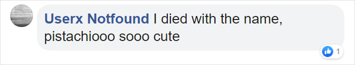 A Puppy With Green Fur Was Born In Italy And The Owners Named Him Pistachio A Puppy With Green Fur Was Born In Italy And The Owners Named Him Pistachio