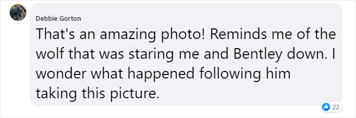 Photographer Captures A Once In A Lifetime Moment Of A Grizzly And Wolf Encounter Photographer Captures A Once In A Lifetime Moment Of A Grizzly And Wolf Encounter