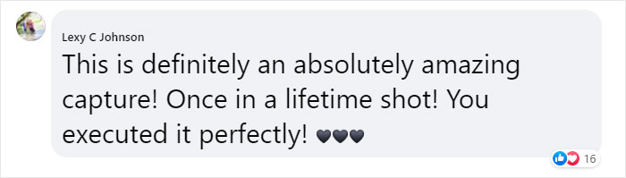 Photographer Captures A Once In A Lifetime Moment Of A Grizzly And Wolf Encounter Photographer Captures A Once In A Lifetime Moment Of A Grizzly And Wolf Encounter