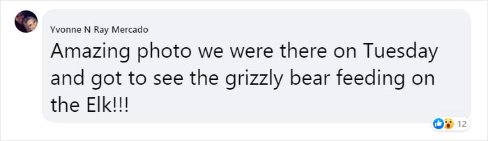 Photographer Captures A Once In A Lifetime Moment Of A Grizzly And Wolf Encounter Photographer Captures A Once In A Lifetime Moment Of A Grizzly And Wolf Encounter