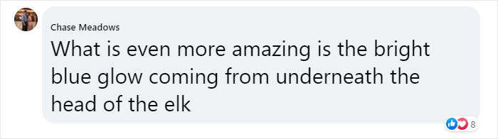 Photographer Captures A Once In A Lifetime Moment Of A Grizzly And Wolf Encounter Photographer Captures A Once In A Lifetime Moment Of A Grizzly And Wolf Encounter