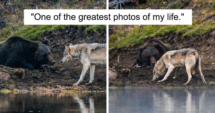 Photographer Captures A Once In A Lifetime Moment Of A Grizzly And Wolf Encounter