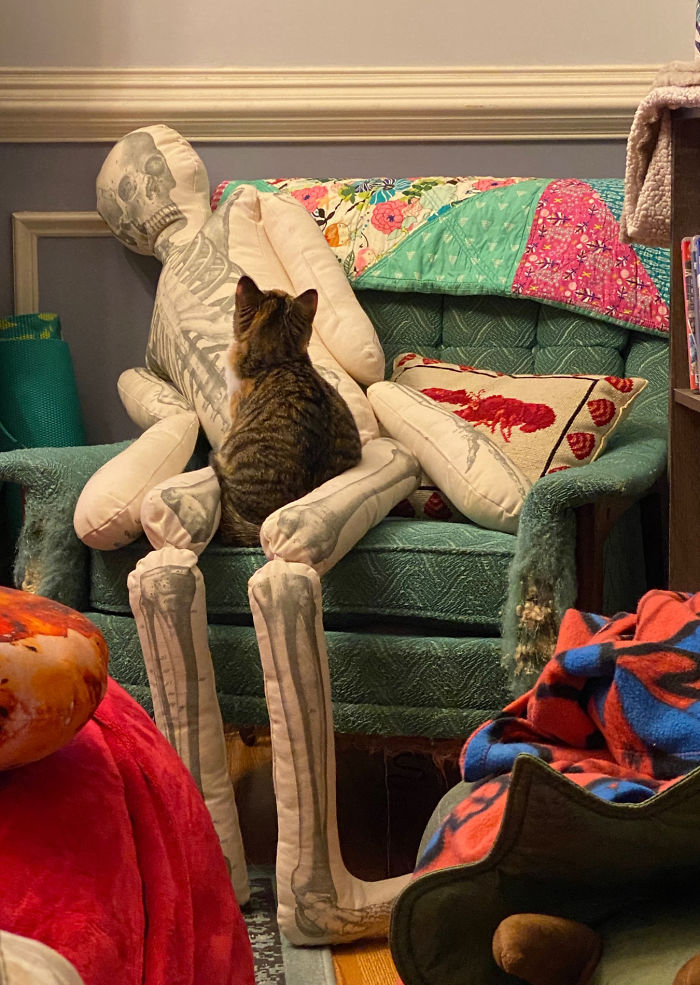 Woman Finds Out And Posts Pictures Of How Cats Would React If You Suddenly Died At Home