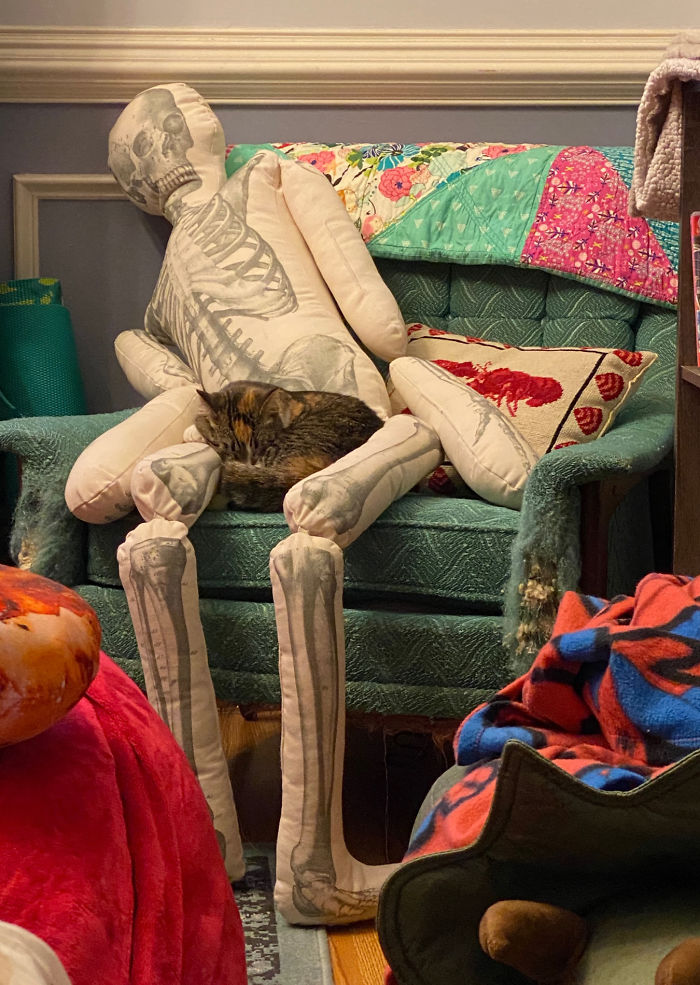 Woman Finds Out And Posts Pictures Of How Cats Would React If You Suddenly Died At Home Woman Finds Out And Posts Pictures Of How Cats Would React If You Suddenly Died At Home