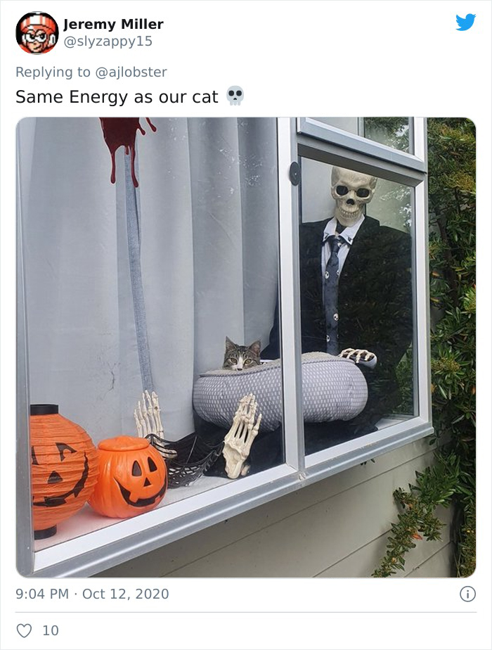 Woman Finds Out And Posts Pictures Of How Cats Would React If You Suddenly Died At Home Woman Finds Out And Posts Pictures Of How Cats Would React If You Suddenly Died At Home