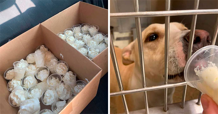 Louisiana Woman Shares Pics And Videos Of Her Feeding Shelter Dogs ‘Puppuccinos’ To Brighten Their Day