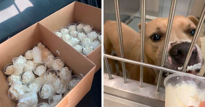 Louisiana Woman Shares Pics And Videos Of Her Feeding Shelter Dogs ‘Puppuccinos’ To Brighten Their Day