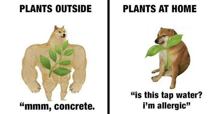 Hey Pandas, Share Your Funniest Or Favorite Meme With Us (Closed)