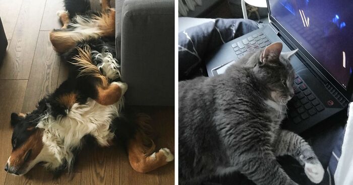 Hey Pandas, What Is Your Pet’s Weirdest Or Cutest Habit? (Closed)