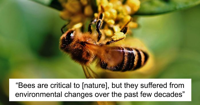 The Number Of Honey Bees In The US Is Growing, Some States Are Experiencing Around 70% Increase Over The Last 2 Years