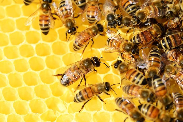 The Number Of Honey Bees In The US Is Growing, Some States Are Experiencing Around 70% Increase Over The Last 2 Years The Number Of Honey Bees In The US Is Growing, Some States Are Experiencing Around 70% Increase Over The Last 2 Years