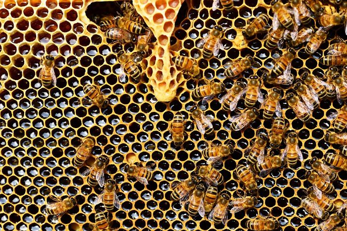 The Number Of Honey Bees In The US Is Growing, Some States Are Experiencing Around 70% Increase Over The Last 2 Years The Number Of Honey Bees In The US Is Growing, Some States Are Experiencing Around 70% Increase Over The Last 2 Years