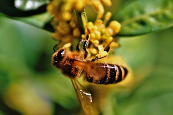 The Number Of Honey Bees In The US Is Growing, Some States Are Experiencing Around 70% Increase Over The Last 2 Years The Number Of Honey Bees In The US Is Growing, Some States Are Experiencing Around 70% Increase Over The Last 2 Years