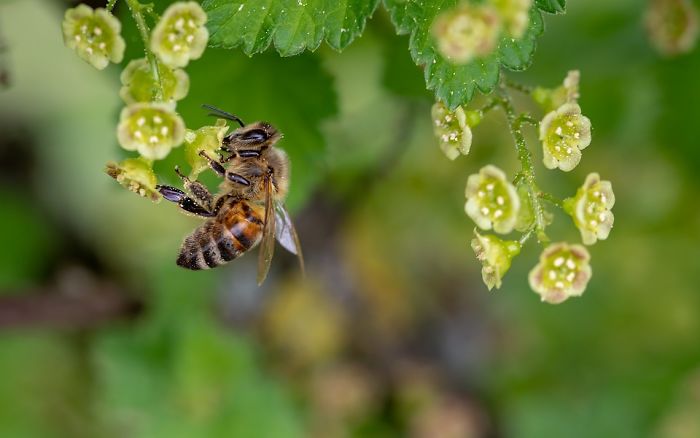 The Number Of Honey Bees In The US Is Growing, Some States Are Experiencing Around 70% Increase Over The Last 2 Years The Number Of Honey Bees In The US Is Growing, Some States Are Experiencing Around 70% Increase Over The Last 2 Years