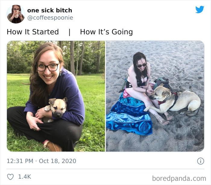 How-It-Started-Ended-Pets