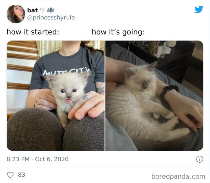 How-It-Started-Ended-Pets