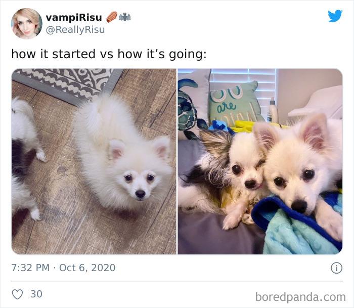 How-It-Started-Ended-Pets